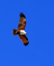 Brown Sea Eagle in Flight