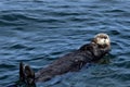 A brown sea otter floating on its back Royalty Free Stock Photo