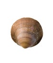 Brown Sea Shell Royalty Free Stock Photo