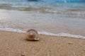 Brown sea shell nature scene on the beach Royalty Free Stock Photo