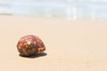 Brown sea shell on sand beach Royalty Free Stock Photo