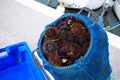 Hnedý more ježkovia v rybári čistý chytil v stredomoria more 