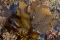 Sea weed in shallow rock pool