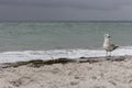 Brown seagull against storm on sea muted colors. Wild birds concept. Seagull on sand beach in hurricane day. Royalty Free Stock Photo