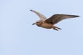 Seagull in flight against the blue sky Royalty Free Stock Photo