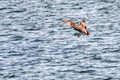 A seagull landing on a river. Royalty Free Stock Photo