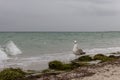 Brown seagull looking at camera against storm on sea. Wild birds concept. Seagull on sand beach in hurricane day. Royalty Free Stock Photo
