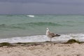 Brown seagull looking at camera against storm on sea. Wild birds concept. Seagull on sand beach in hurricane day. Royalty Free Stock Photo