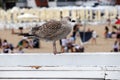 A brown seagull on a railing watches people on the beach Royalty Free Stock Photo