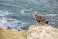 Brown seagull Royalty Free Stock Photo