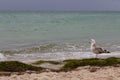 Brown seagull yawns screaming against storm on sea. Wild birds concept. Seagull on sand beach in hurricane day. Royalty Free Stock Photo