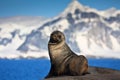 Brown seal Royalty Free Stock Photo