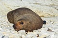 A brown seal lion lying on rocks