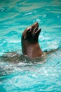 Brown Seal Swimming Playfully