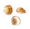 Brown Seashells Collection Isolated on White Background