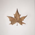 Brown seasonally dried leaf on a white background Royalty Free Stock Photo