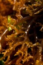 Brown seaweed