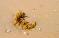 Brown Seaweed - Algae - Phaeophyta - on Beach Royalty Free Stock Photo