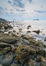 Brown seaweed algae on rock in sunset Royalty Free Stock Photo