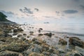 Brown seaweed algae on rock in sunset Royalty Free Stock Photo