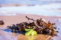 Brown seaweed with a green leaf in beach sand with a beach water background Royalty Free Stock Photo