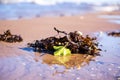 Light and brown seaweed with green leaves in beach sand with brown beach water background Royalty Free Stock Photo