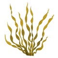 Brown Seaweed ,Kelp in the ocean ,watercolor hand painted element isolated on white background. Watercolor brown seaweed illustrat Royalty Free Stock Photo