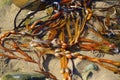 Brown seaweed on Welsh beach