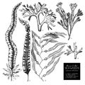 Vector collection of hand drawn seaweed illustrations. Vintage set of sea weeds isolated on white background. Underwater sketch. Royalty Free Stock Photo