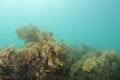 Brown seaweeds covered with fine sediment Royalty Free Stock Photo