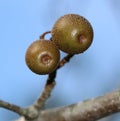 Sophora Tree pods