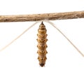 Brown segmented insect pupa hanging from a twig on white background chrysalis larva Royalty Free Stock Photo