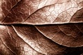 Brown sepia toned dry leaf rugged surface structure extreme macro closeup photo with midrib parallel to the frame and visible leaf Royalty Free Stock Photo