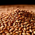 brown sesame seeds brown sesame seeds are small flat seed that Royalty Free Stock Photo