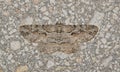 Brown-shaded gray moth (Iridopsis defectaria) insect camouflaged on wall.