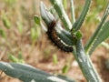 A brown shaggy caterpillar with long hairs crawls on a green leaf on a Sunny summer day. Agricultural pests on the farm.