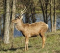 Brown shaggy deer are standing on the green gras