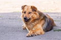 Brown shaggy dog lying on the asphalt