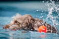 Brown shaggy dog playing in clear blue water with a ball to one side.