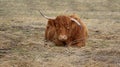 A brown shaggy highland cattle lies on the dry grass and looks relaxed into the camera with bent long horns