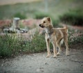 Brown shaggy sad dog on a chain kground