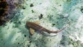 Brown shark with small fishes during a bright sunny day Royalty Free Stock Photo