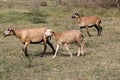 Brown Sheep in Antigua Barbuda