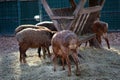 Brown sheep eat hay at the farm. A few brown sheep turned with their asses