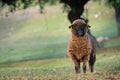 Brown sheep ewe looking directly at camera in the Spring Royalty Free Stock Photo