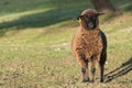 Brown sheep ewe looking directly at camera in the Spring Royalty Free Stock Photo