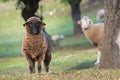 Brown sheep ewe looking directly at camera in the Spring Royalty Free Stock Photo