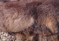 Brown sheep fur background. Skin sheepskin natural. Texture. Close-up. Royalty Free Stock Photo