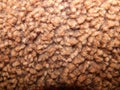 Sheepskin rug background.Sheep fur Wool texture. Royalty Free Stock Photo