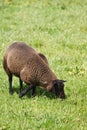 Brown sheep grazing on field